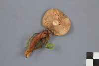 Lactarius tabidus image